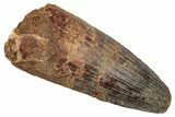Fossil Spinosaurus Tooth - Feeding Worn Tip #345414-1